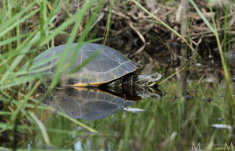 Western Chicken Turtle