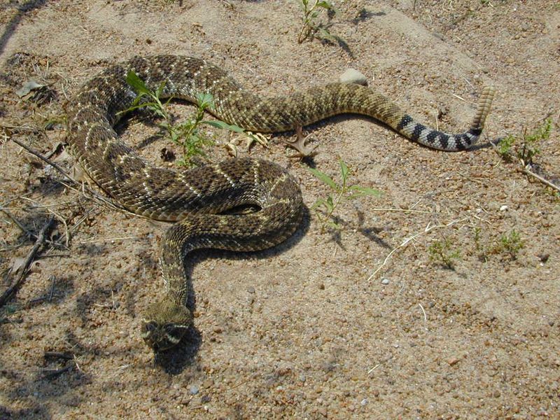 Western Diamondback Rattlesnake