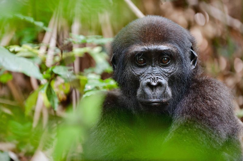 Western Lowland Gorilla