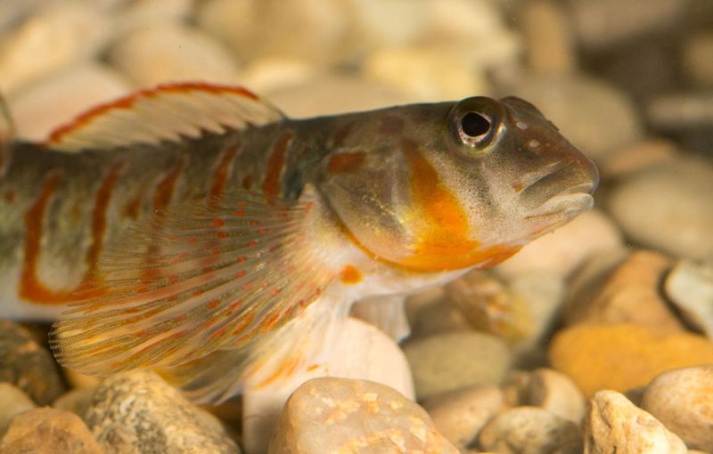 Western Sand Darter