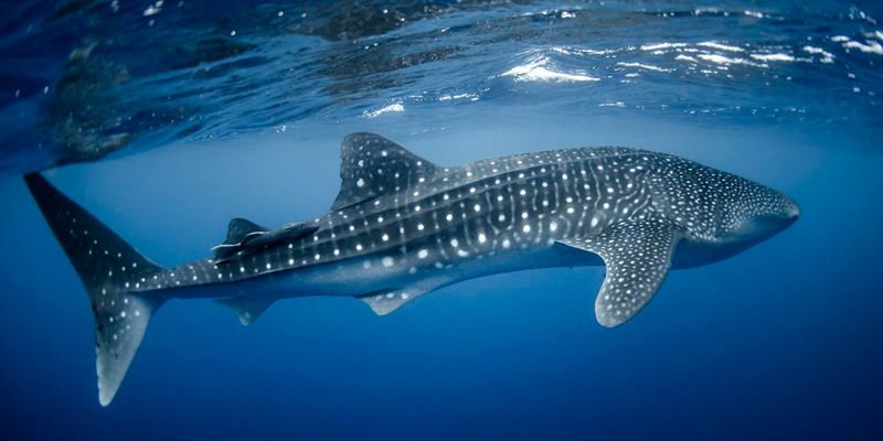 Whale Shark