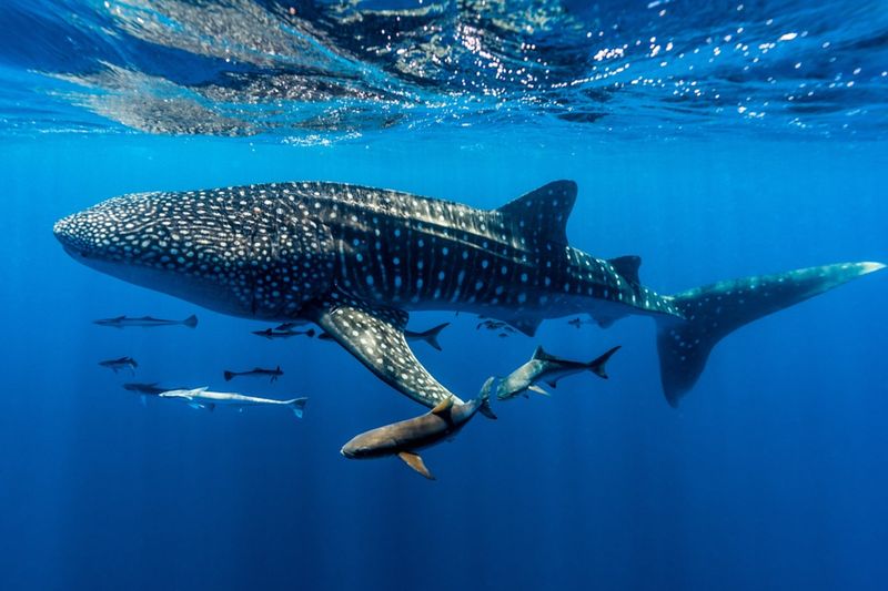 Whale Shark