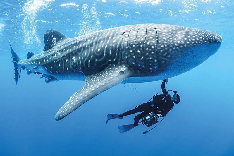 Whale Shark