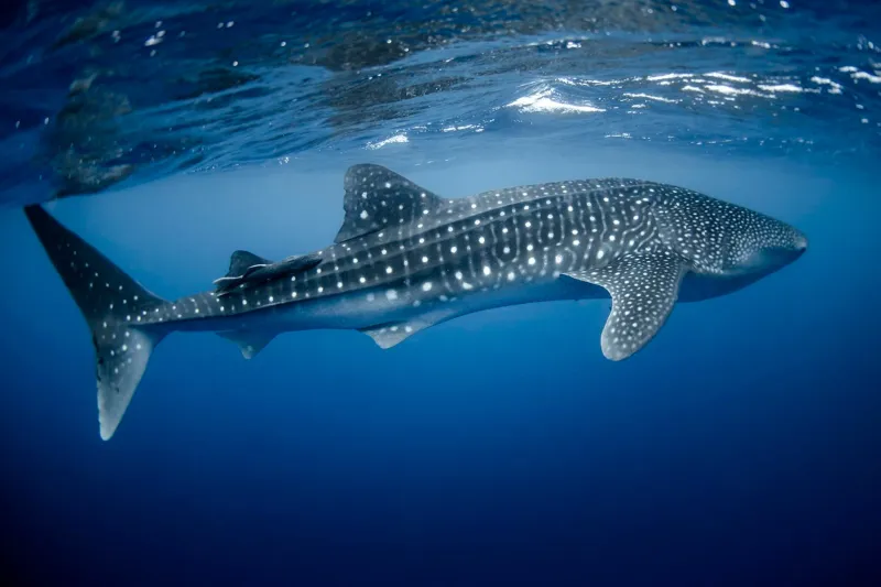 Whale Shark