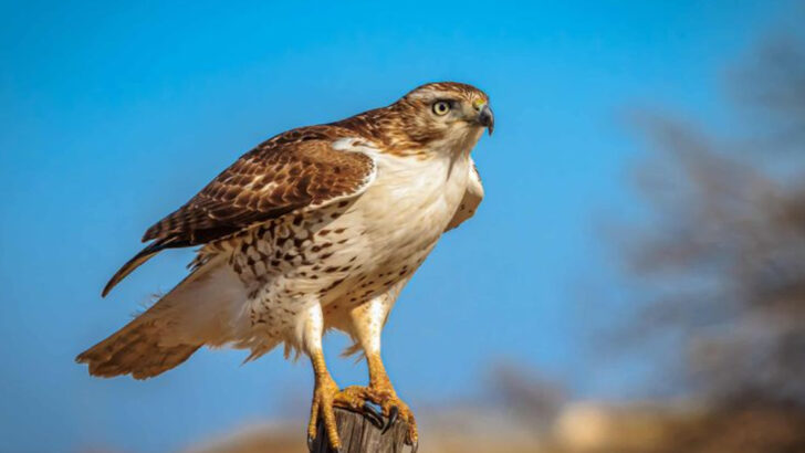 Which 19 U.S. States Have the Highest Hawk Populations?