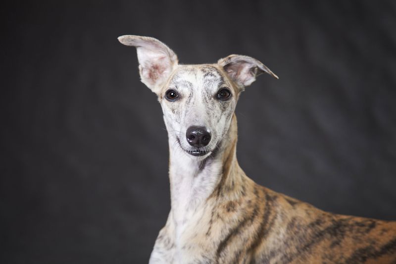 Whippet