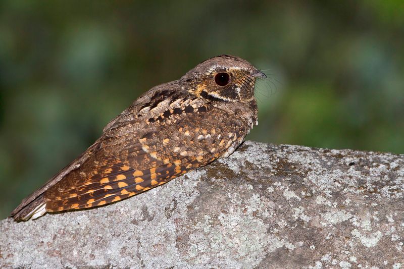 Whippoorwill Bird