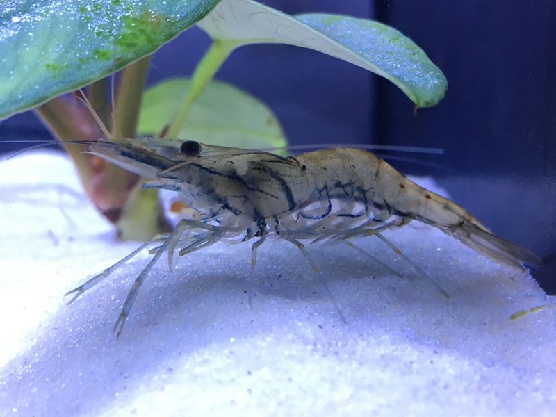 Whisker Shrimp