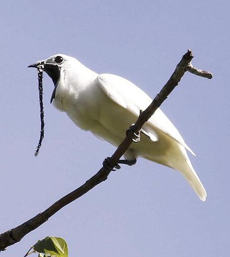 White Bellbird