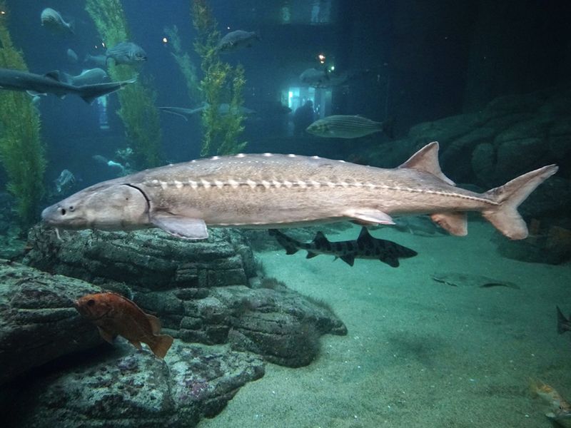 White Sturgeon