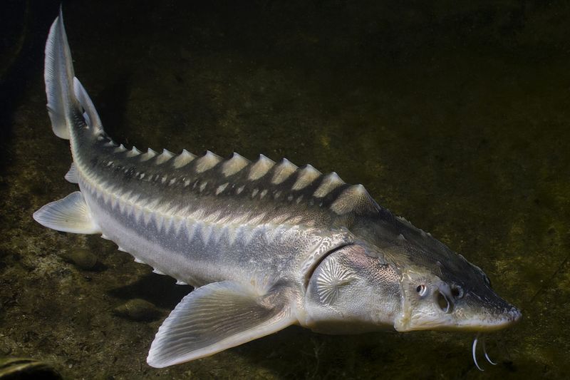 White Sturgeon