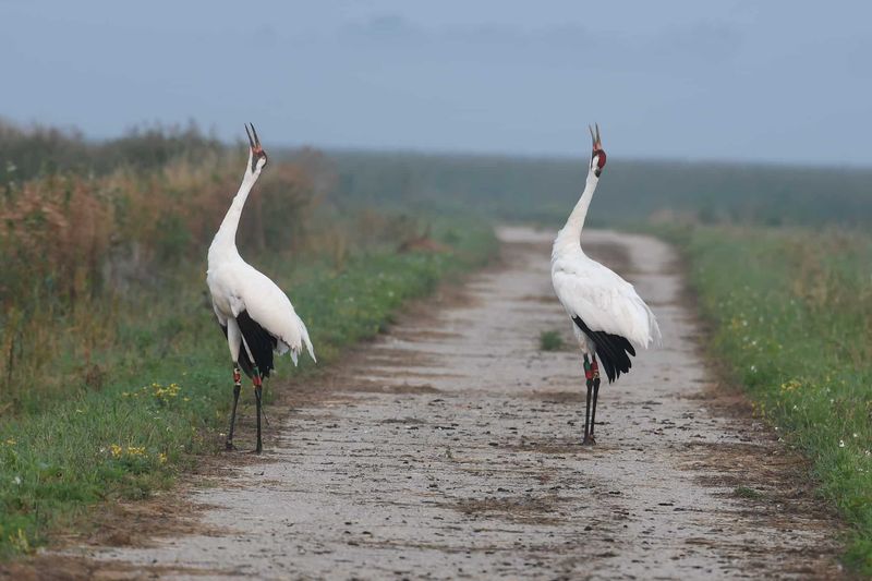 Whooping Crane