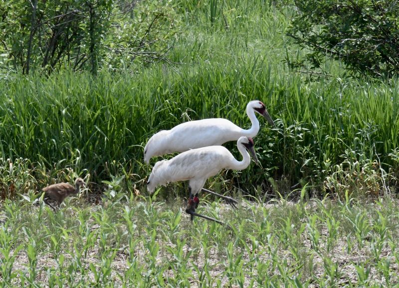 Whooping Crane