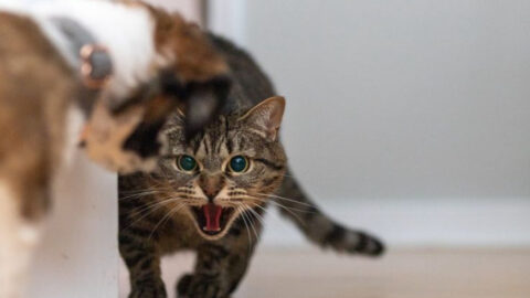 Why Is My Cat Meowing So Much 12 Potential Reasons Exploring Animals