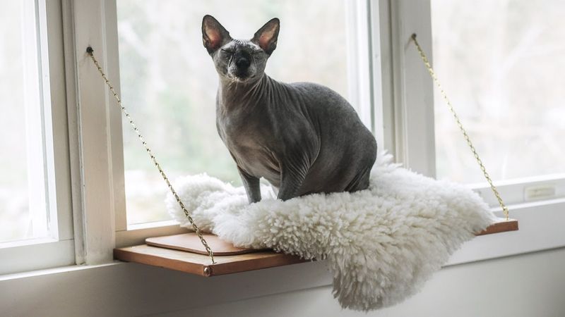 Window Perches