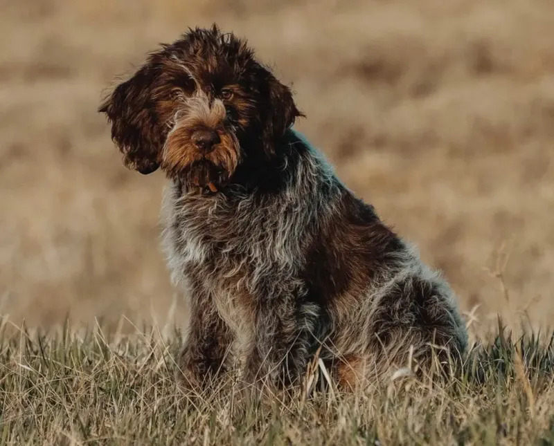 Wirehaired Pointing Griffon