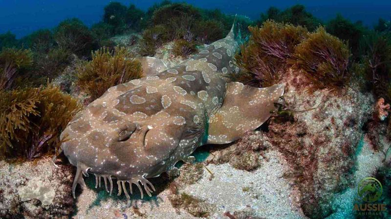 Wobbegong Shark