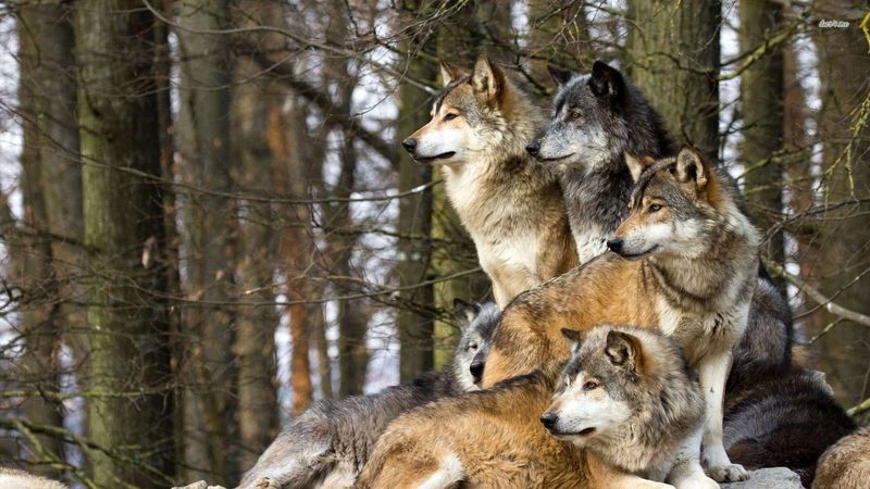 Wolf Pack Dynamics