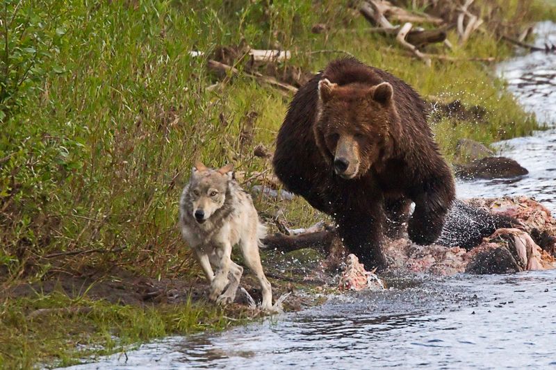 Wolf vs Bear