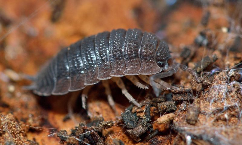 Woodlouse