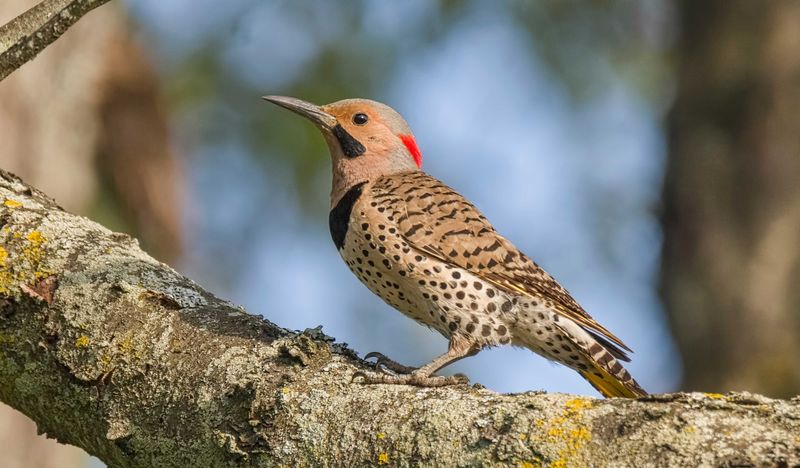 Woodpeckers