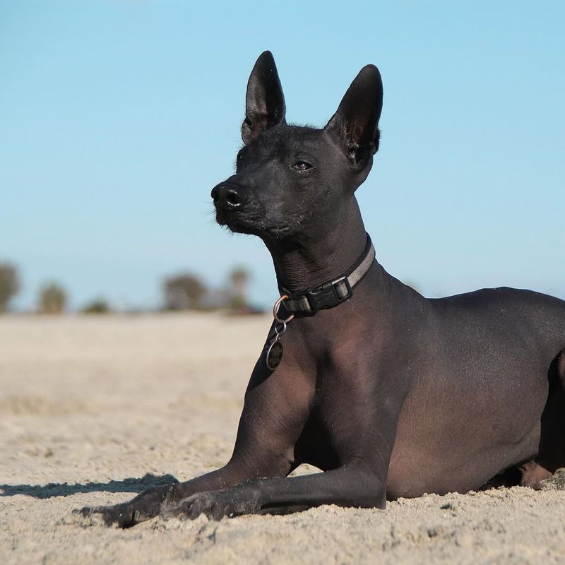 Xoloitzcuintli