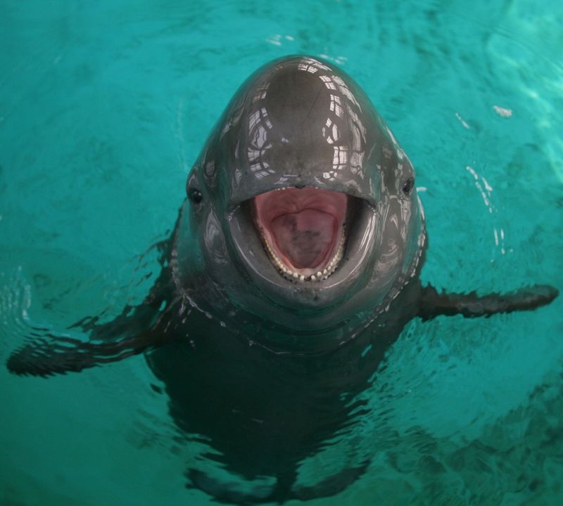 Yangtze Finless Porpoise