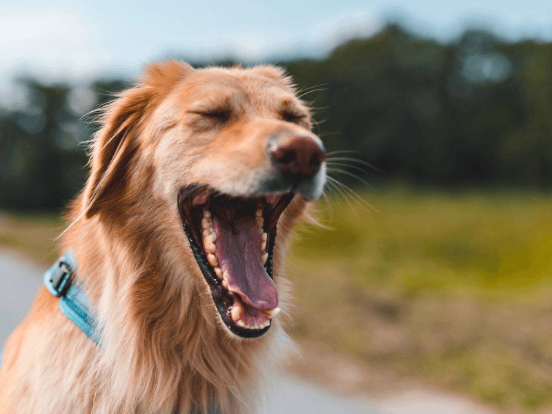 Yawning With You