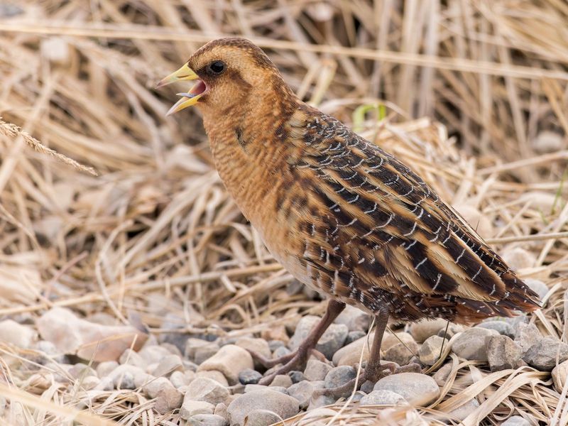 Yellow Rail