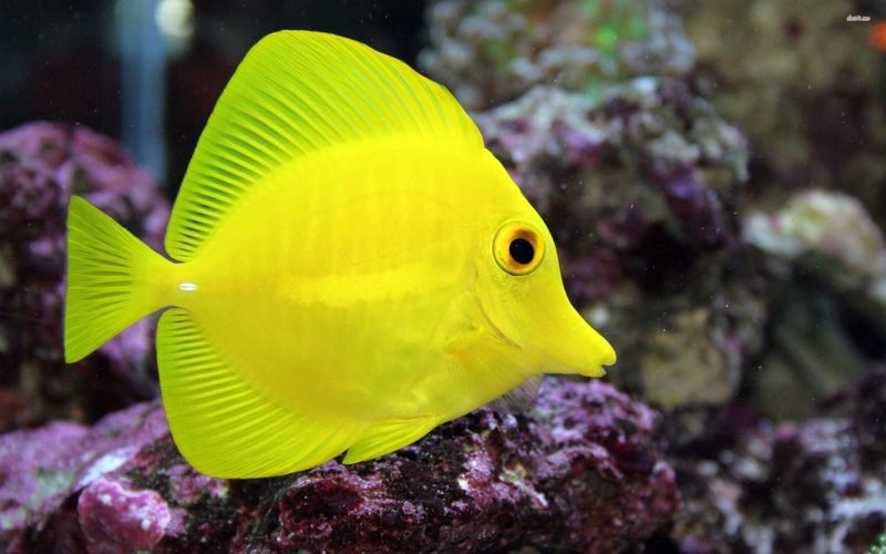 Yellow Tang