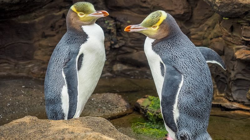 Yellow-eyed Penguin