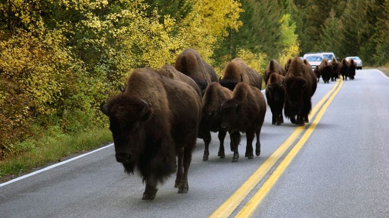 Yellowstone National Park, Wyoming