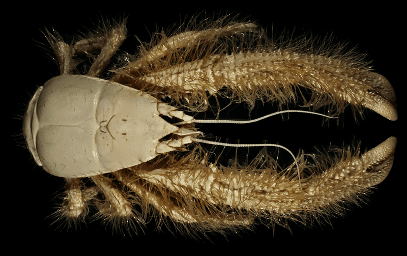 Yeti Crab