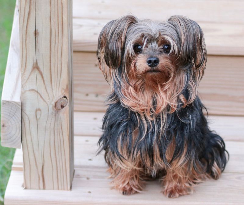 Yorkiepoo