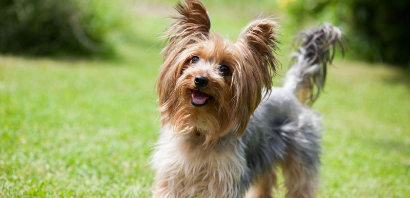 Yorkshire Terrier