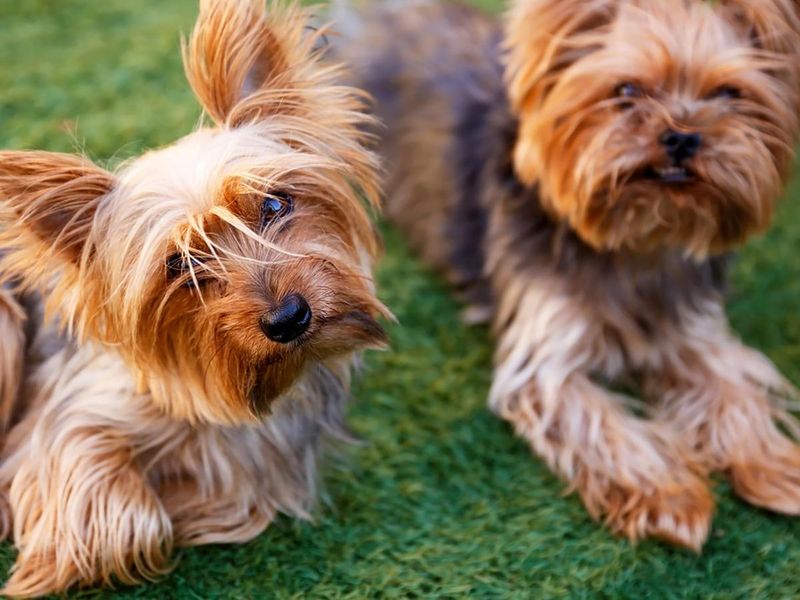 Yorkshire Terrier