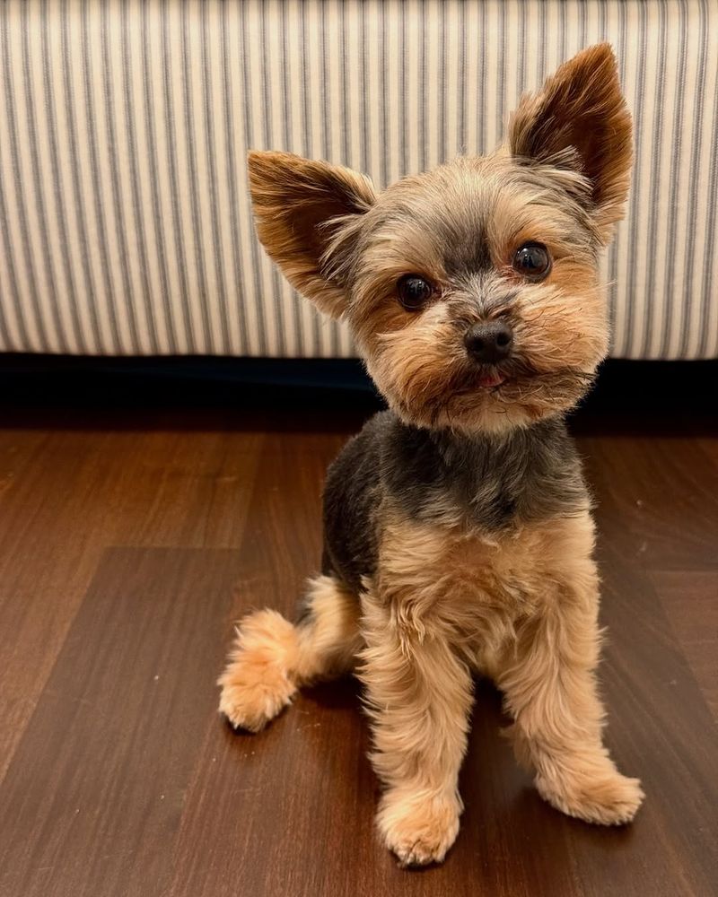 Yorkshire Terrier