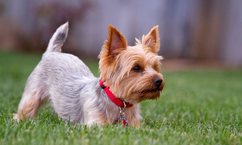 Yorkshire Terrier