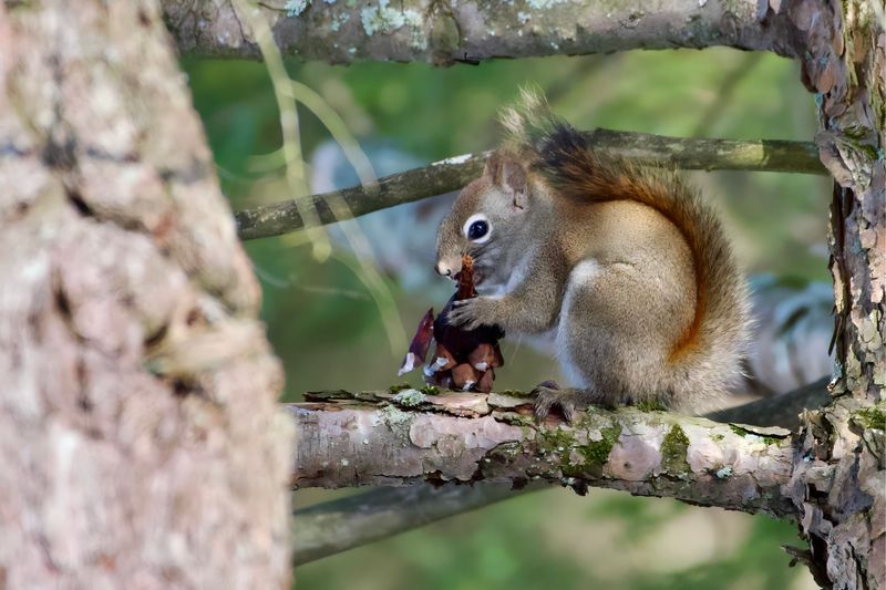 Yungas Red Squirrel