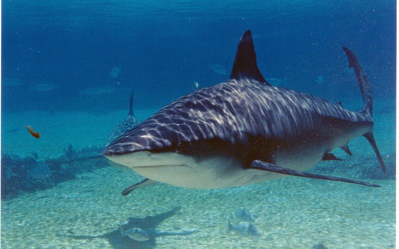 Zambezi Shark