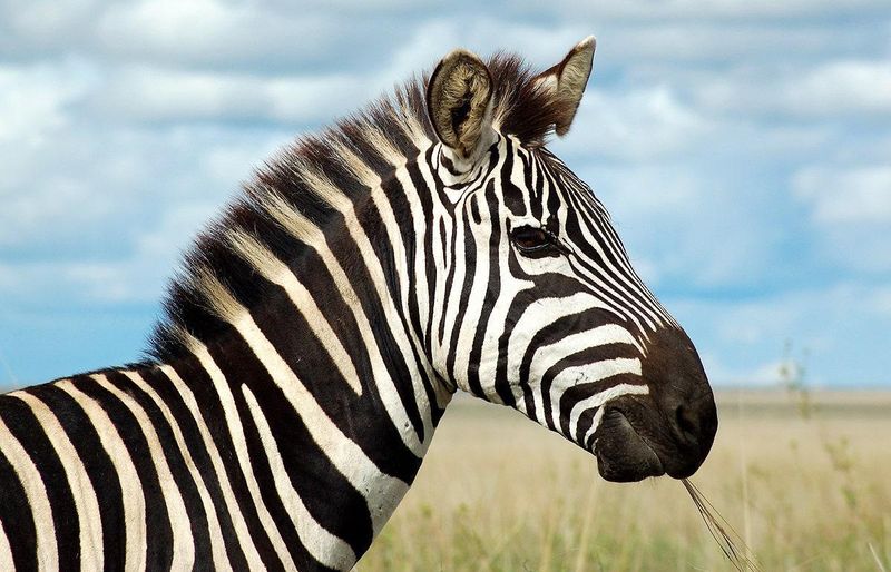Zebra