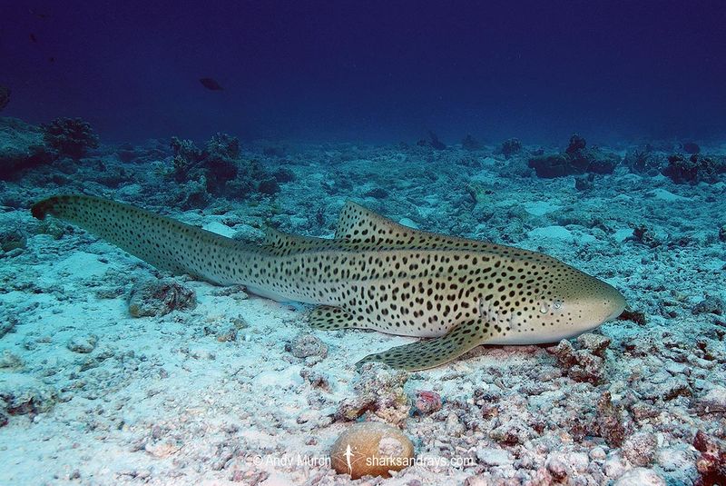 Zebra Shark