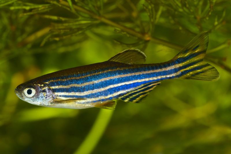 Zebrafish (Danio rerio)