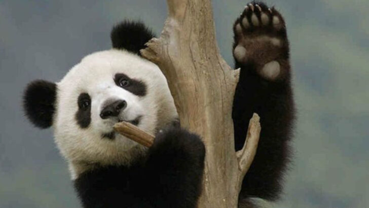 19 Adorable Facts About Panda Bears You Never Knew