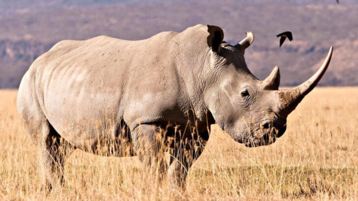 19 Animal Species That Only Exist in Captivity