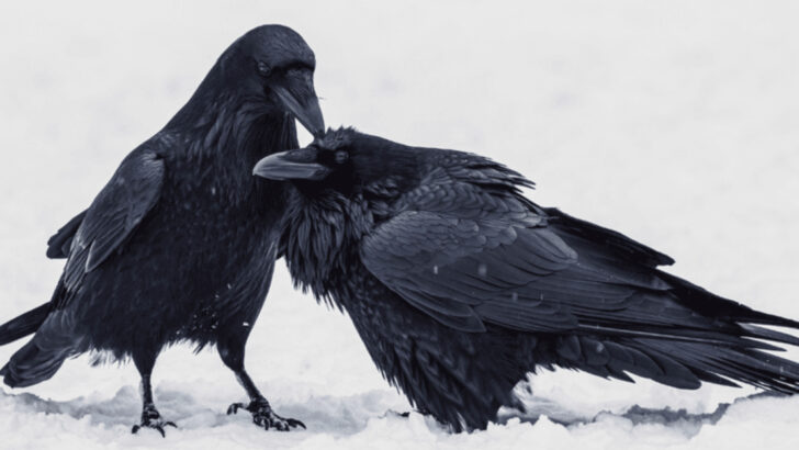 20 Animals That Would Rule the World if Humans Became Instinct