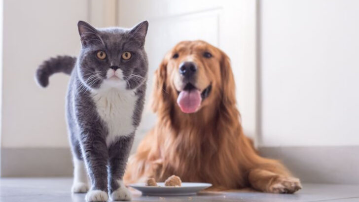 25 Cat Breeds Least Likely To Get Along With Other Pets