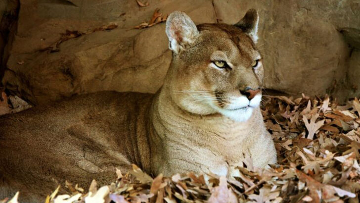 16 Cool Facts About Mountain Lions (America’s Elusive Big Cats)