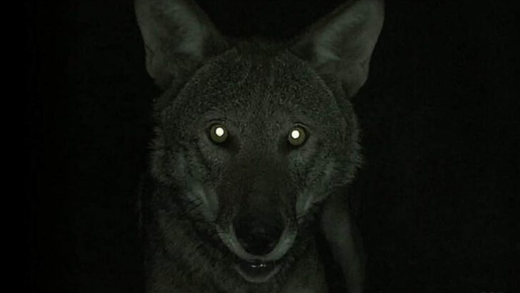15 Dangerous Traits in Wolves That Make Them Fierce Predators