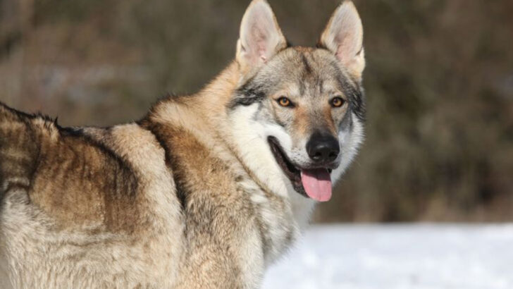 18 Dog Breeds That Are Wolves At Heart